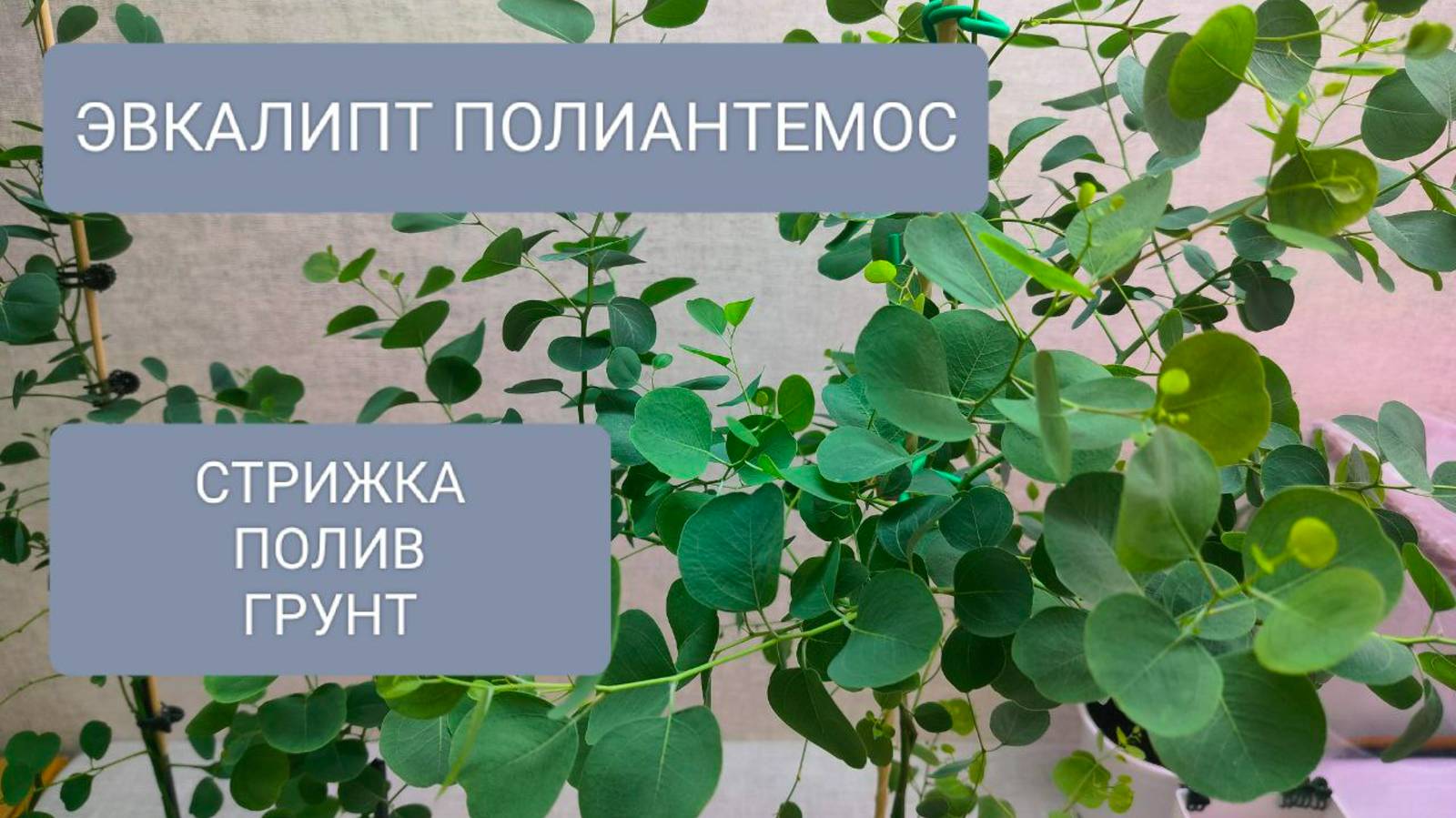 🟢🟢ЭВКАЛИПТ ПОЛИАНТЕМОС. ОСОБЕННОСТИ СТРИЖКИ/ФОРМИРОВАНИЯ. ГРУНТ. ПОЛИВ.