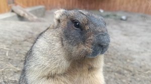 зоопарк Ростов-на-Дону