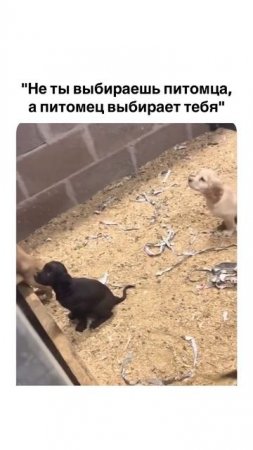 Смешное видео