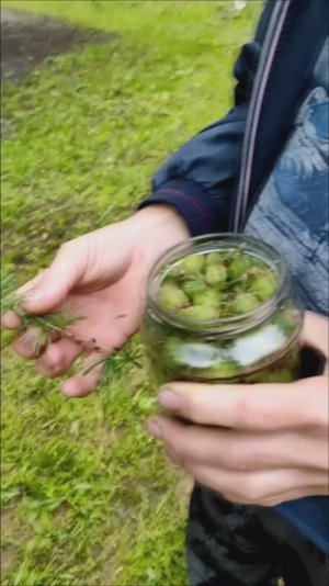 Собираю шишки лиственницы для мёда варенья