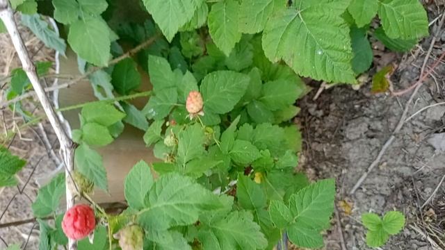 Ежемалина Тайбери(красная), начала спеть 12июня, 25г.