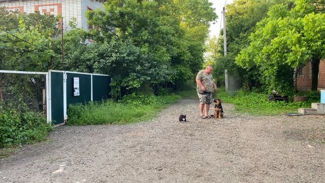 Будни дрессировки! Немецкая овчарка 4 месяца Кардинал!