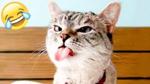 ПРИКОЛЫ С КОТАМИ😹 СМЕШНЫЕ КОТЫ И СОБАКИ🐶😹 СМЕШНОЕ ВИДЕО С ЖИВОТНЫМИ, ЮМОР