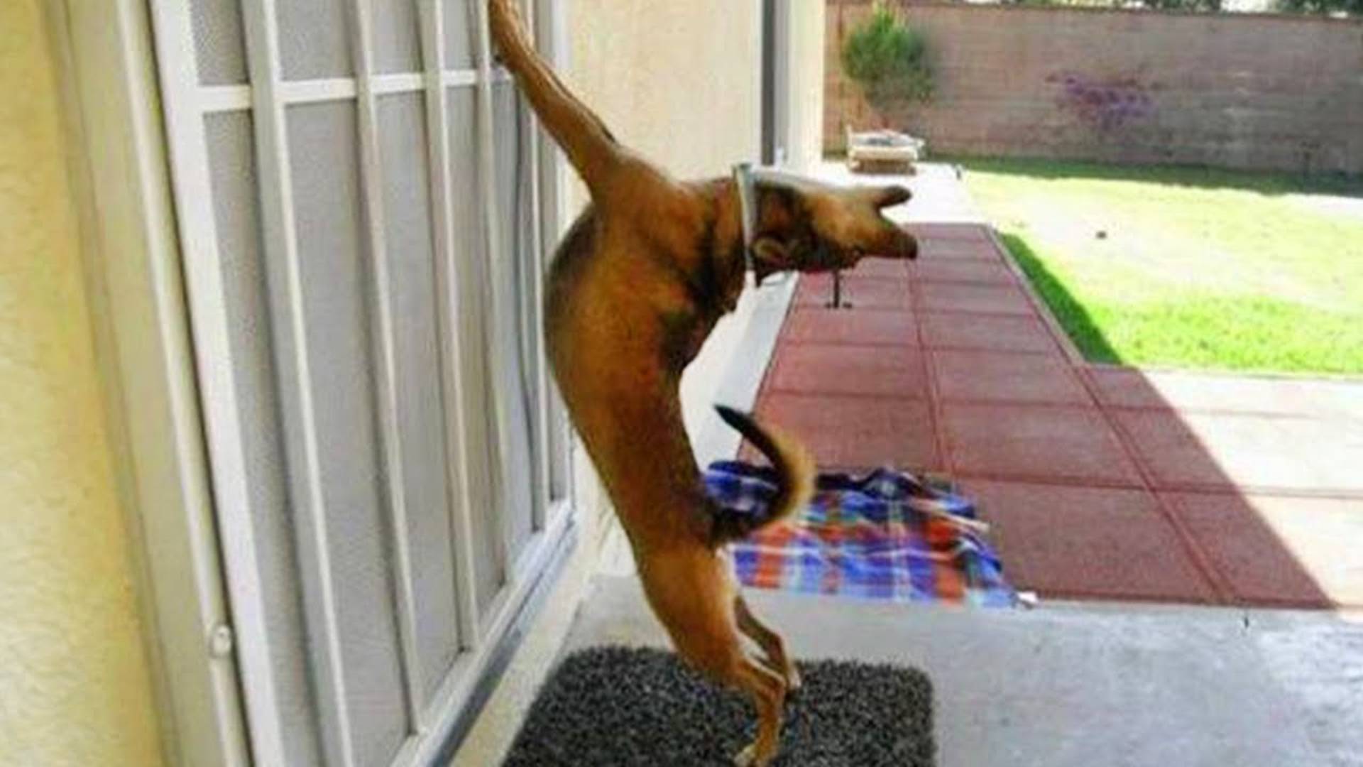 Самая ДРАМАТИЧНАЯ СОБАКА на планете 🤣🐶 Смешные видео с собаками 2025 года