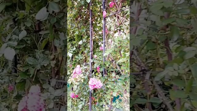 Тропический парк на Манежной площади