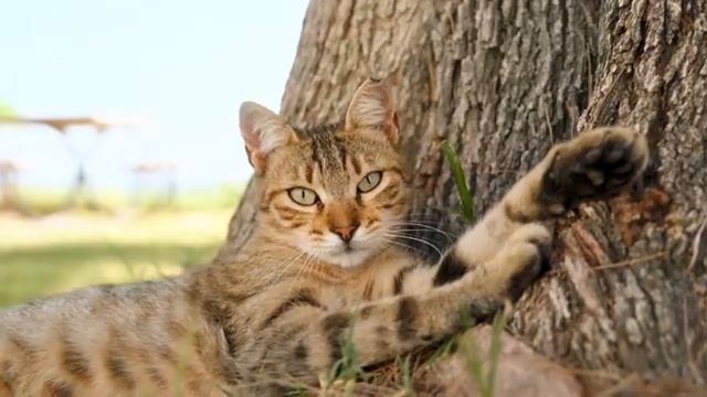 Звуки природы и лёгкая музыка для покоя — Часть 24