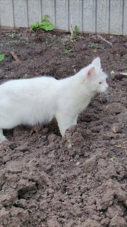 Кошка собирается атаковать. #кошка #шорты 4k