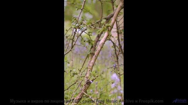 Включите погромче - и пусть дух захватывает! - Blood -- Anthem of Rain -- Unnamed album