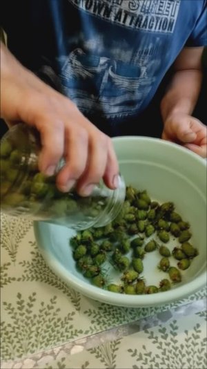 Начал делать варенье из шишек