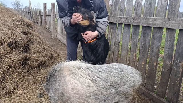 Сельские зарисовки, сбываются мечты сыронутого сыровара - три большие радости