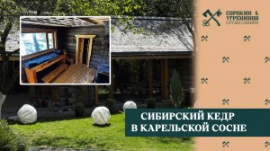 Карельская сосна Kelo в компании Кедра из Сибири