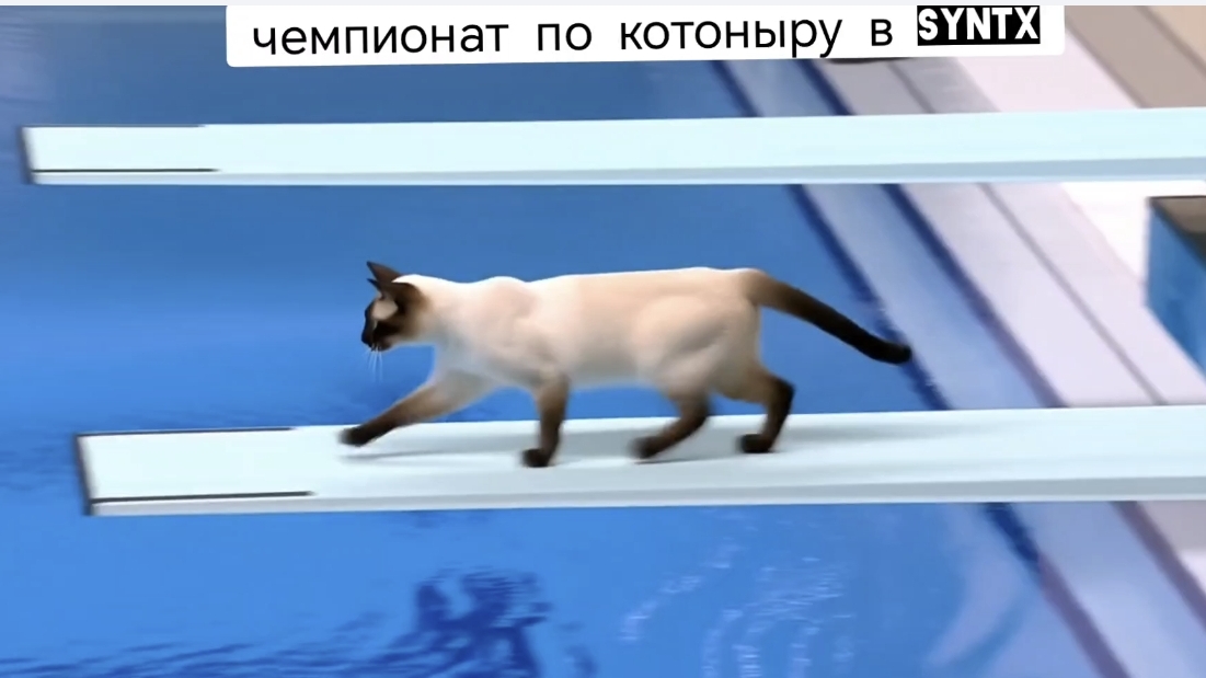 Прыжки в воду  котов из SYNTX
