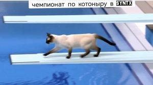 Прыжки в воду  котов из SYNTX