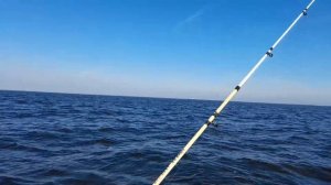 Рыбалка на Финском заливе. Отчёт за 02.10.2021. ЮБРЛС.