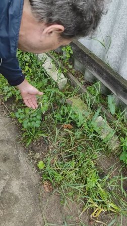 Осваиваю не обработанную землю на участке, под клумбы