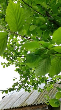 Лесной орех в огороде, реально даёт орехи, но не в этом году