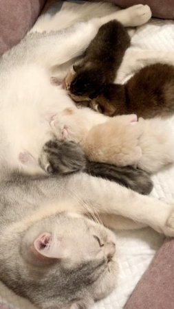 Котята кошки Кайли и котика Маню.