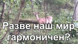 Разве наш мир гармоничен?
