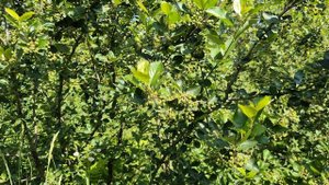 О том как размножить аронию зелеными черенками