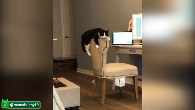 Самые смешные домашние животные на свете - Милые Собачки и Кошечки - Постарайтесь не смеяться
