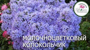 МОЛОЧНОЦВЕТКОВЫЙ КОЛОКОЛЬЧИК - великолепный многолетник для сада