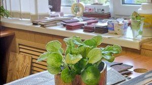 Новинки гибкого кирпича. Компания Flexline.