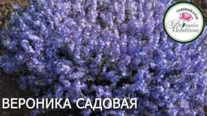 ВЕРОНИКА САДОВАЯ в саду