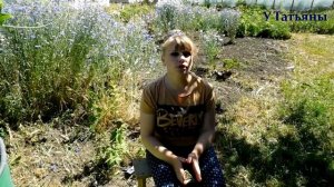 Сода + мыло против мучнистой росы — проверено на огороде!
