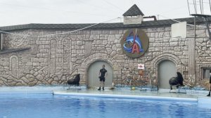 Сочи 2025 ИЮНЬ))) Адлерский ДИЛЬФИНАРИЙ представление ДО СЛЁЗ И МУРАШЕК))))