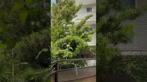 отель Панама, Лазаревское