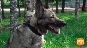 Служебные собаки: найдут, спасут и с детьми понянчатся! Доброе утро. Суббота. Фрагмент выпуска от...