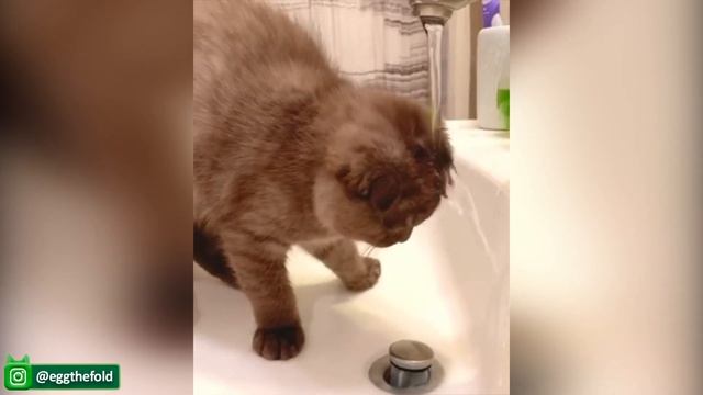 Самые смешные видео с кошками, Которые заставят Вас Рассмеяться