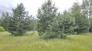 Летняя красота. 21 июня