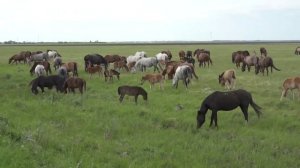Половинский район. Курганская область