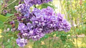 ПРОГУЛКИ LILAC CYRINGA L СИРЕНИ РОЗЫ МАКИ прогулки быстро жизнь ПЧЕЛЫ -дорога цветов