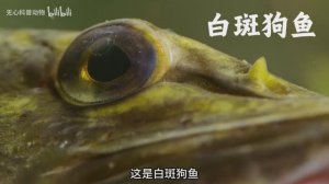 Китайская песчаная утка