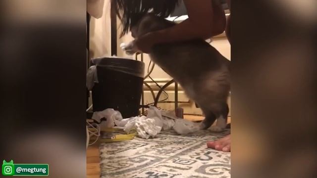 Самые смешные видео с домашними животными - Самые милые Собаки и Кошки - Попробуй Не Рассмеяться