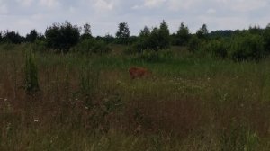 Встретил бешеную косулю, 🫣🫣🫣