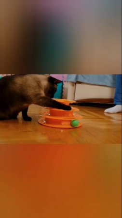 Когда купил котейке новую игруху!