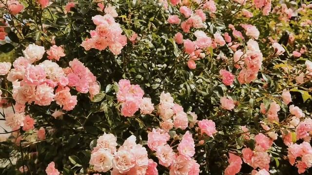 ✨💫🍃🌞🍃💫✨
💬Наступили Дни Купалы́ 🌿по славянским традициям в период летнего солнцестояния🌞.