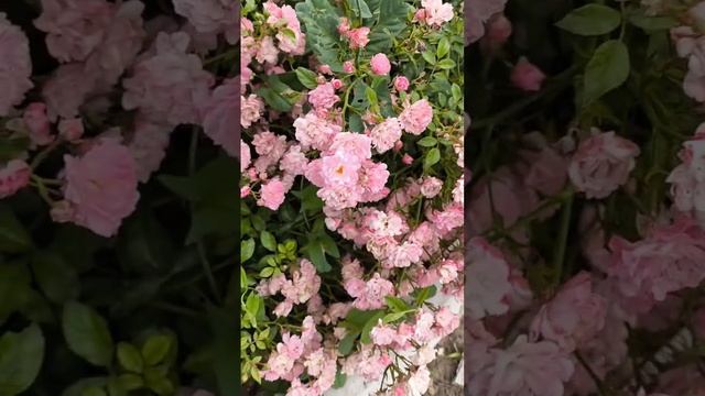 Роза цветет
