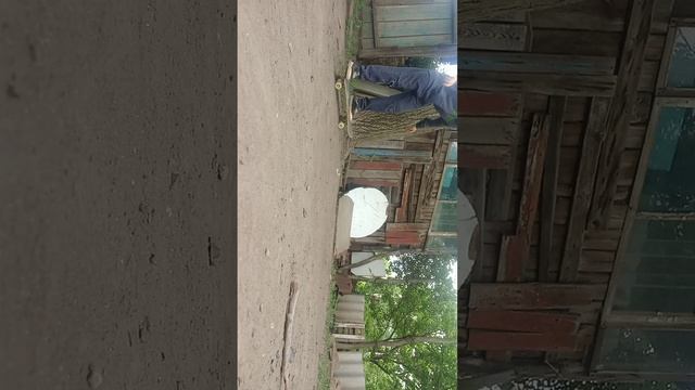 день скейт бординга
