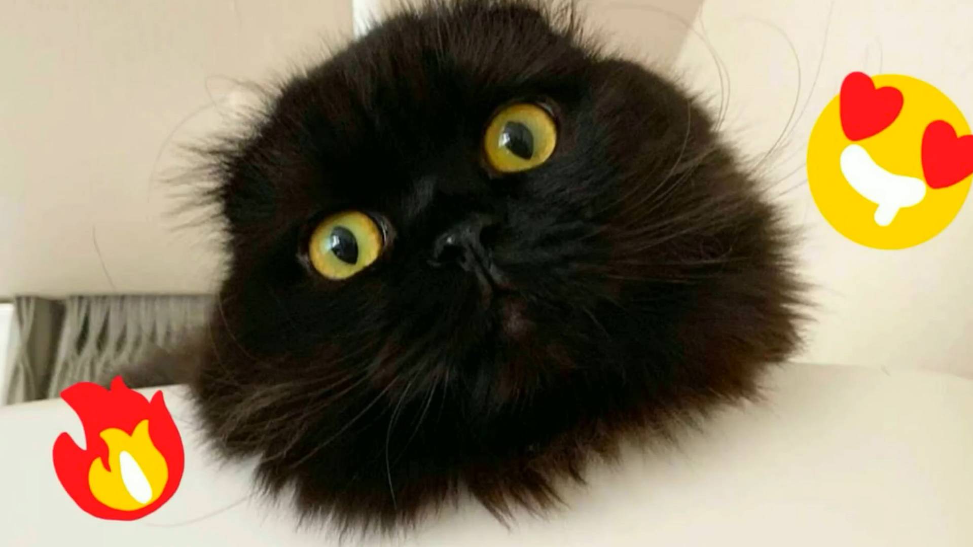 😹Приколы с кошками 2024🔥