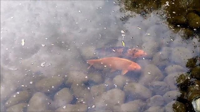 На озере много рыбы плавает 11.06.2025