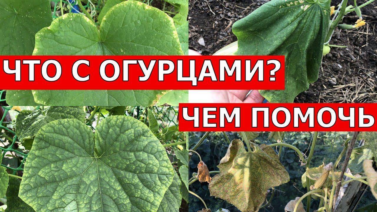 ЖЕЛТЫЕ ПЯТНА на листьях огурцов, что это такое и как это остановить!
