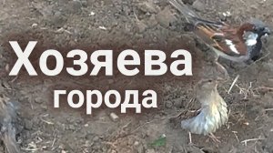 Свободные птицы