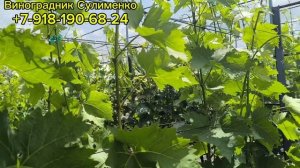 Пасынки и усы на винограде!