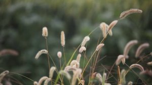 Краски осени 3