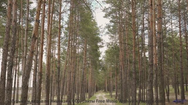 Когда мороз рисует узоры, а музыка - эмоции! - Sussurram Meu Nome (Single Version) -- Cairo Braga --