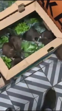 В одной из «Пятёрочек» заметили целое семейство крыс прямо в зелени
